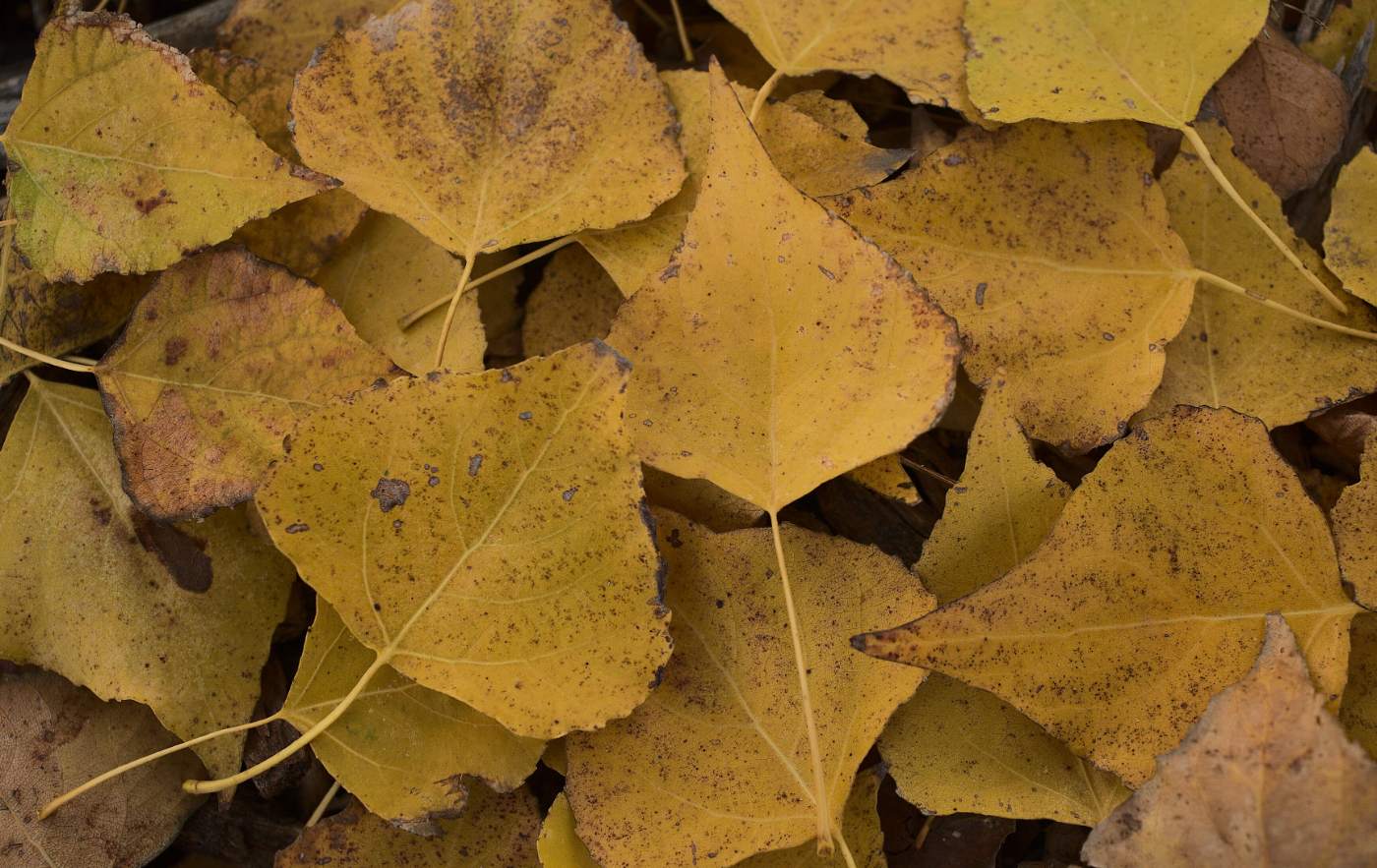 Fallen autumn leaves, photographed close, filling the frame